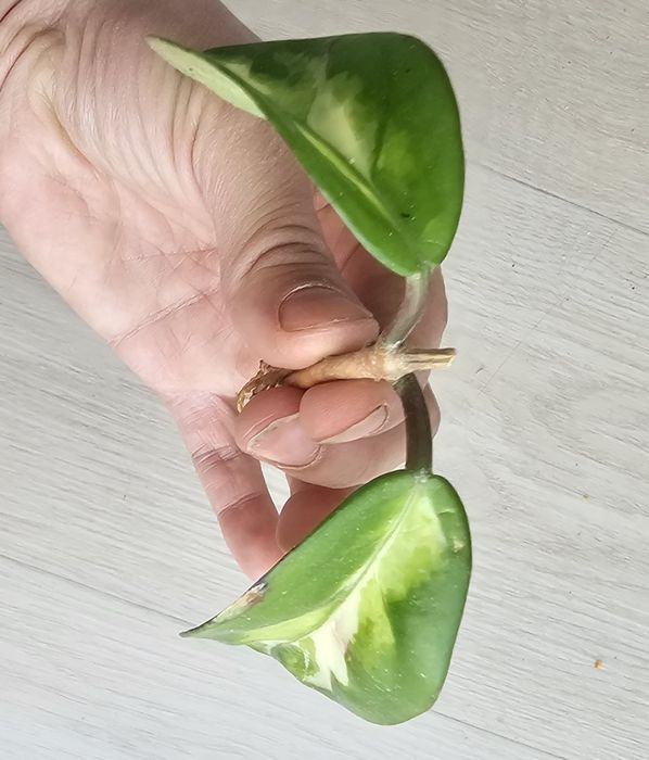 Hoja carnosa tricolor