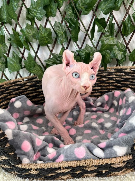 Котик ельф у вашу родину