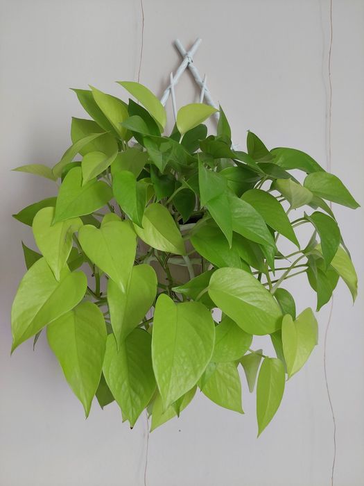 Epipremnum neon (cała roślina)