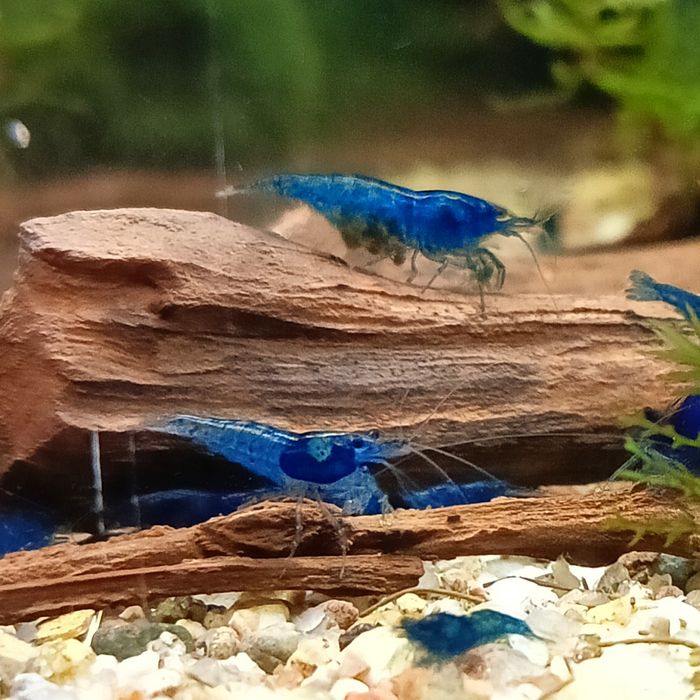 Krewetki Blue Velwet Niebieskie