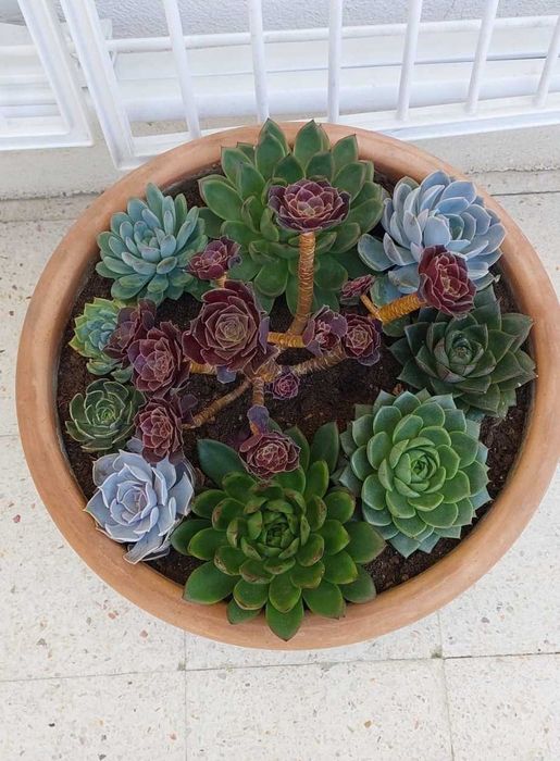 Diferentes tipos de suculentas
