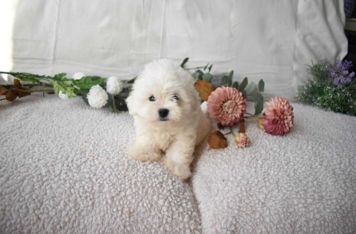 Bichon maltês. Super Mini. Maravilhoso. Branco. Menino