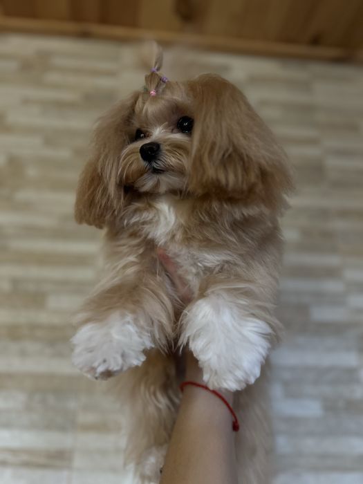 Підрощена супер мікро дівчинка 9 місяців мальтипу