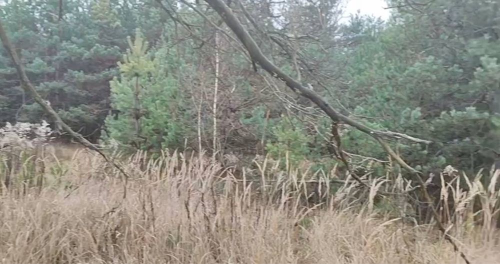 Червона Слобода! Садівництво! 17 Га