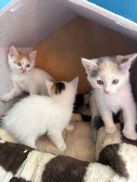 Віддаємо котиків в добрі руки