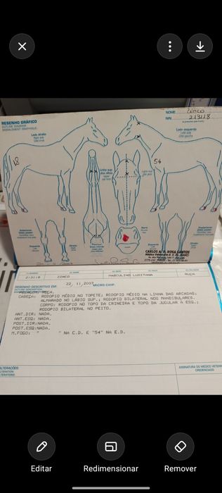 Cavalo Lusitano Russo
