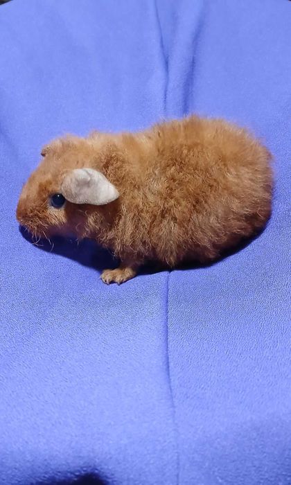 Морська свинка,  Тедді