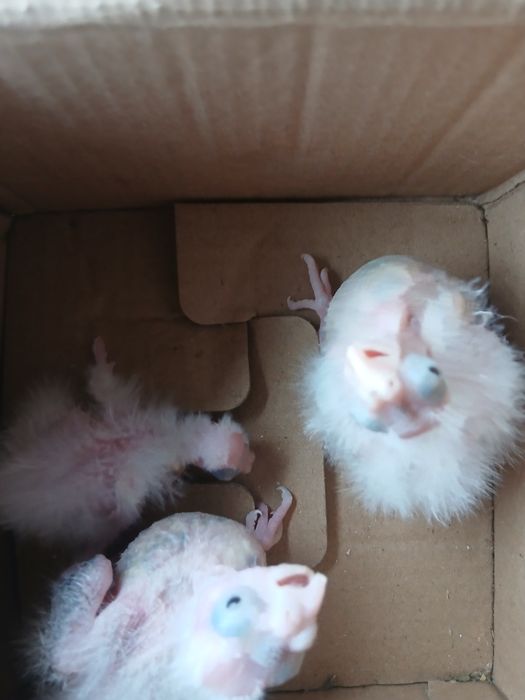 Caturras para criar a mão