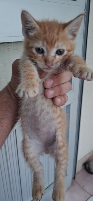 Gatinhos em adoção