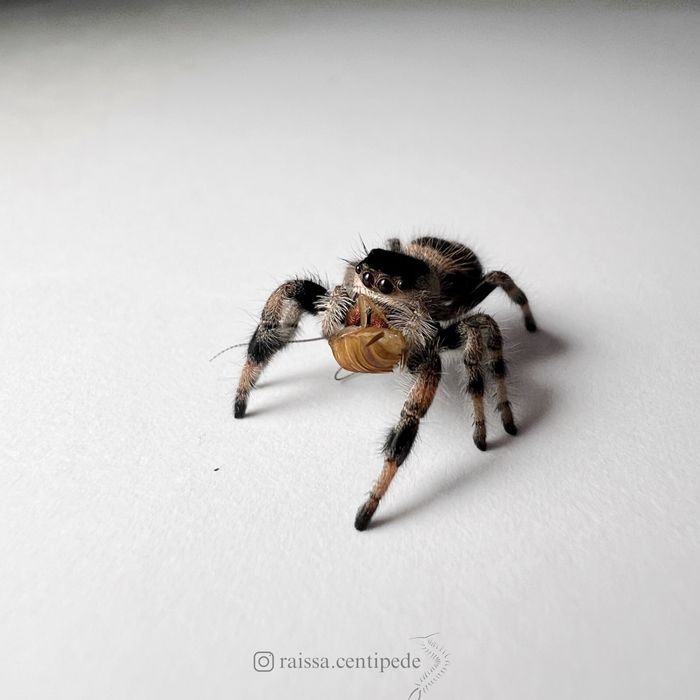 Skakun królewski Bahama (Phidippus regius)