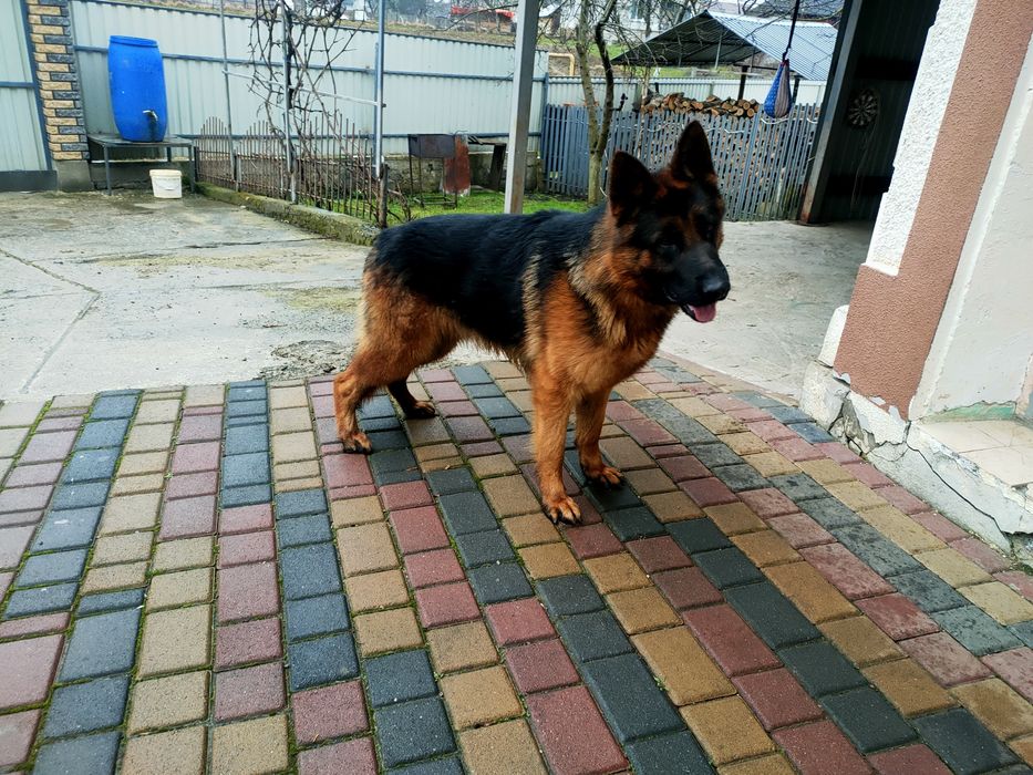 Молодий кобель на в'язку