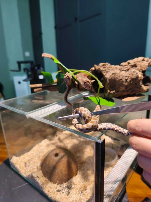 Heterodon zachodni 0.1, klucie  2024