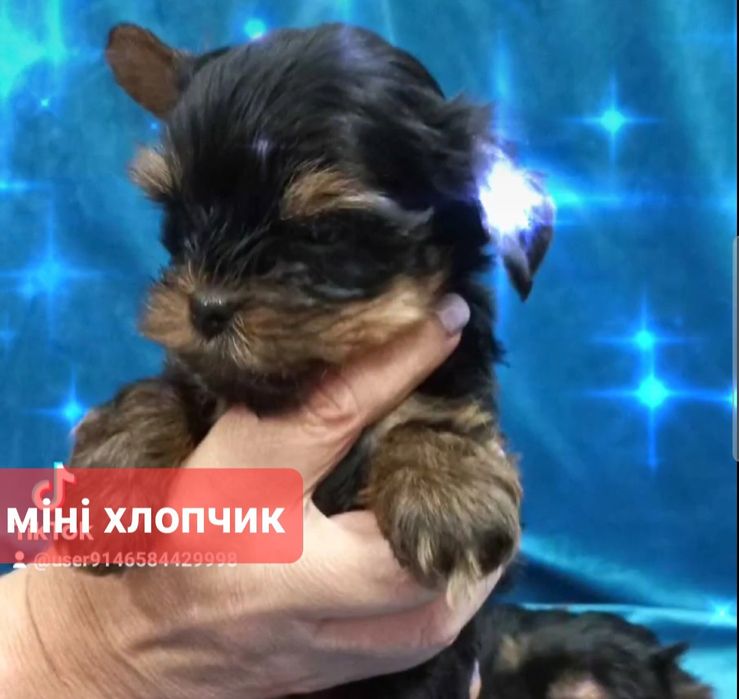 Міні дітки йоркширського тер'єра