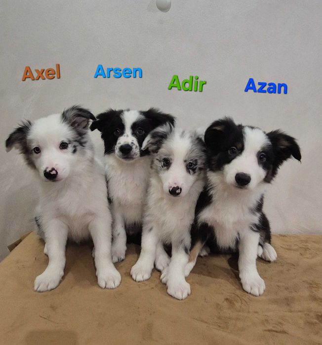 Piesek Border Collie Blue Merle