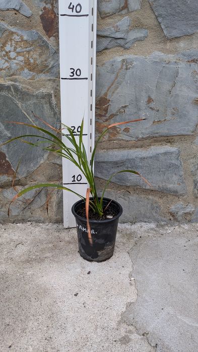 Palmeira anã Phoenix roebelini