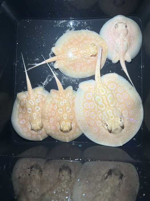 Potamotrygon pearl albino płaszczka