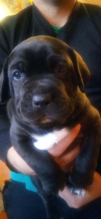 Щенки кане корсо