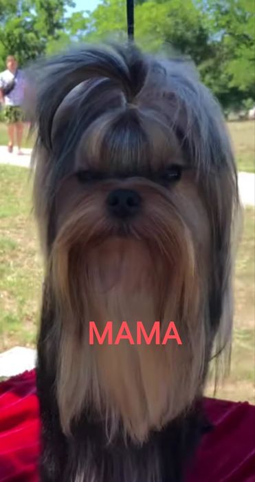 Чистокровные девочки йорка мини и мелкий стандарт