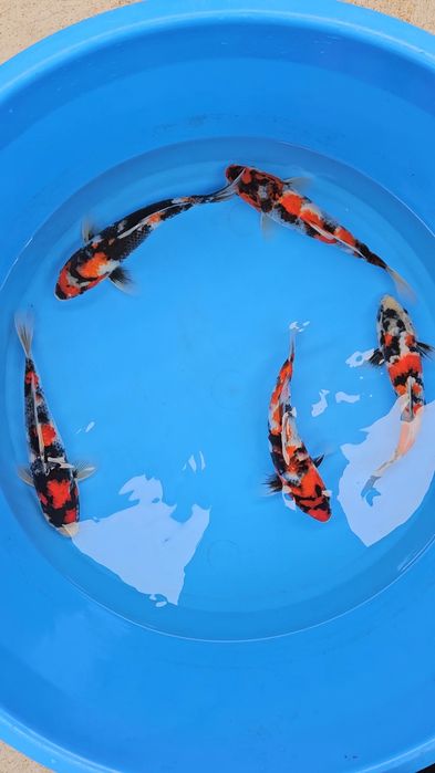Carpas KOi - Showa - Tosai