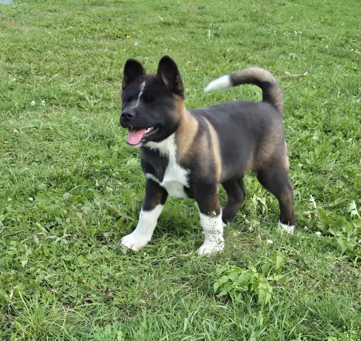 Akita Amerykanska
