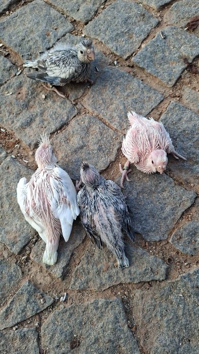 Caturras bebés para criar a mão