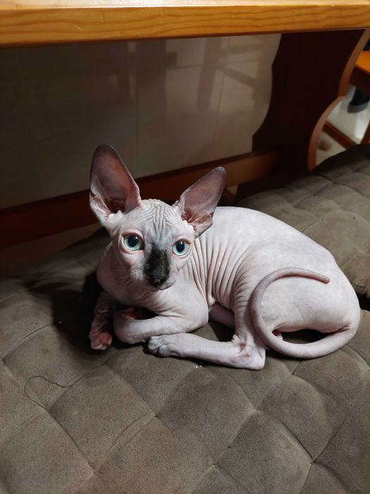 Gatinho Sphynx Canadian