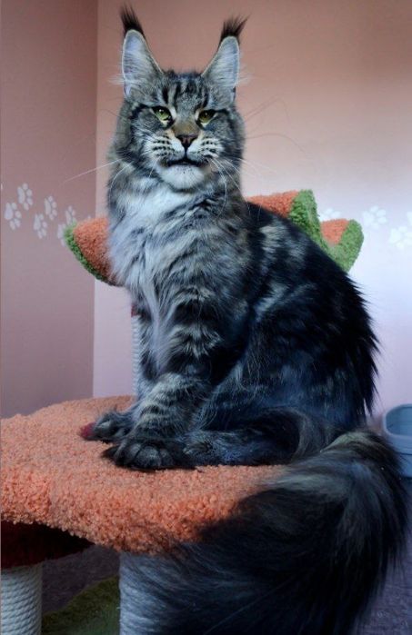 Вязка Mainecoon Мейнкунов