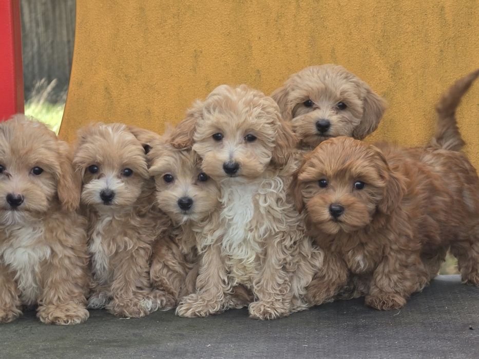 Maltipoo z metryką