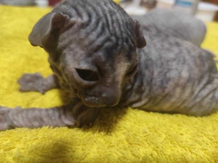 сфинкс (донской, уральский) есть малыши апрель, сентябрь 2025