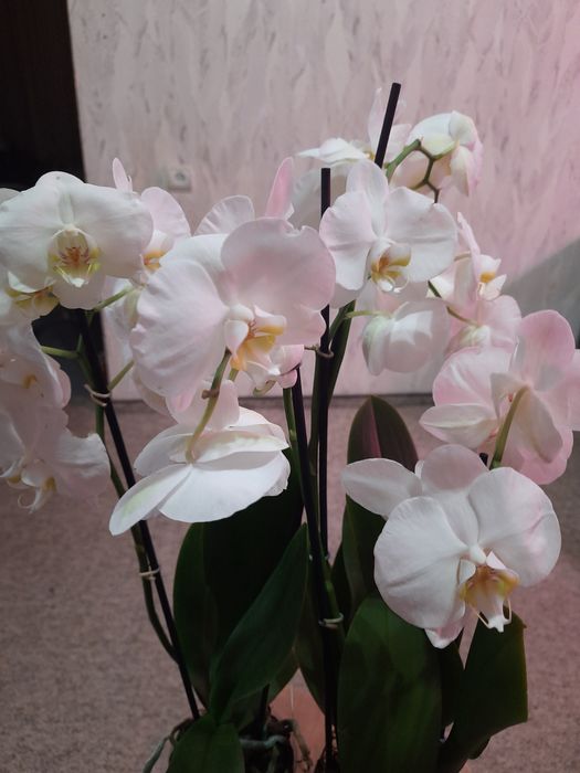 Білі, гарні Орхідеї