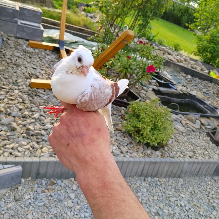 Gołąb mewka młody