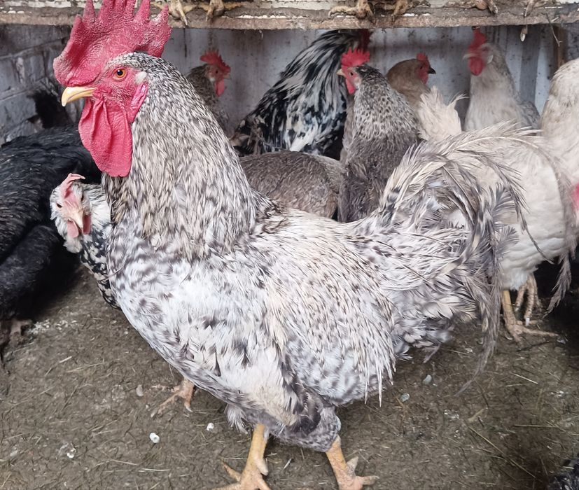 Продам  інкубаційні яйця від домашнього змішаного стада.