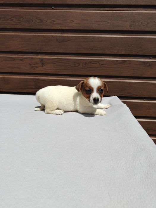 Jack Russell Terrier suczka