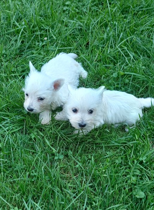 Suczka West Highland White Terrier