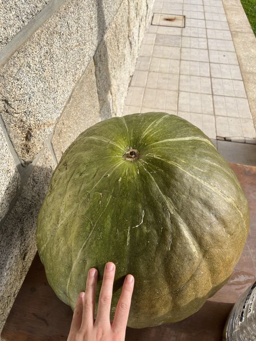 Abóbora gigante +-35kg