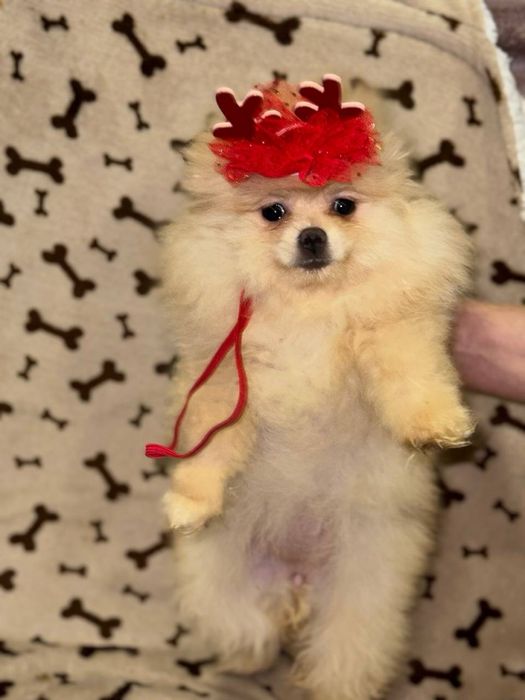 Чорні та кремові померанці цуценята шпіц