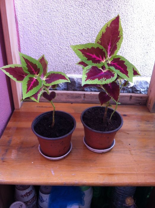 Várias Plantas naturais