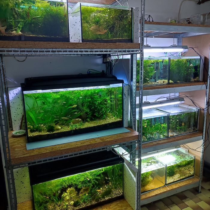 Mikrozorium oskrzydlone paproć wodna duże sadzonki