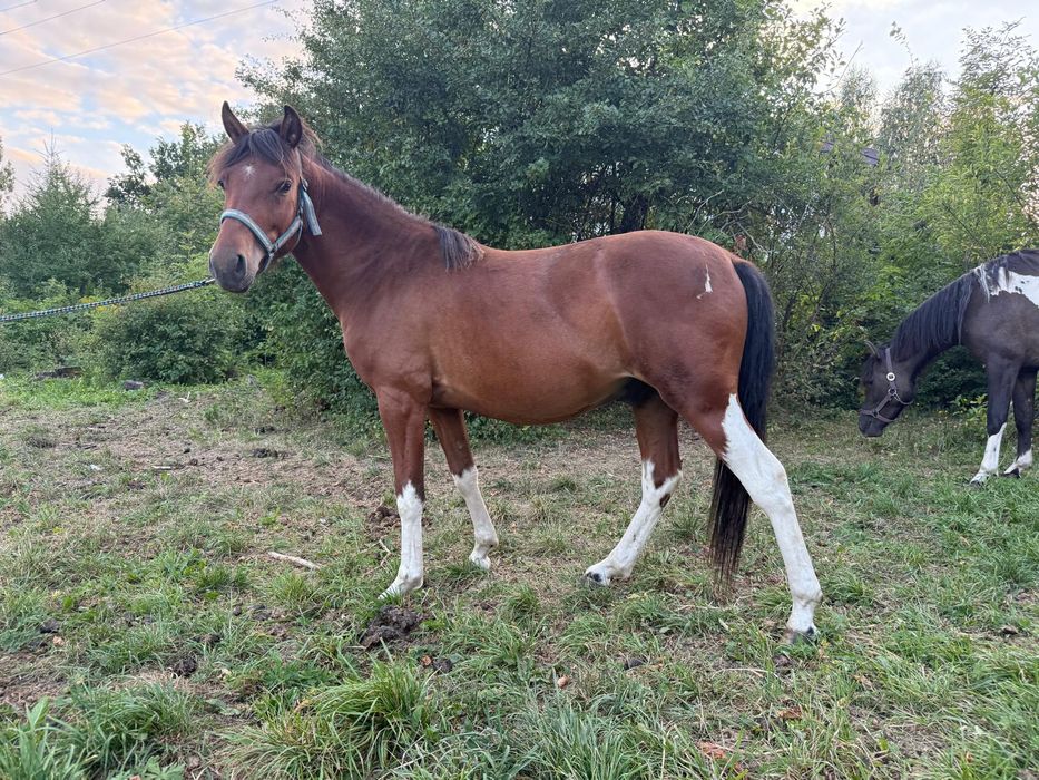 Wałach huculski 2,5 roku