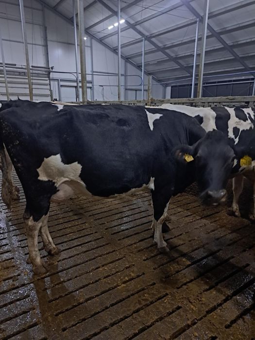 Sprzedam pierwiastki