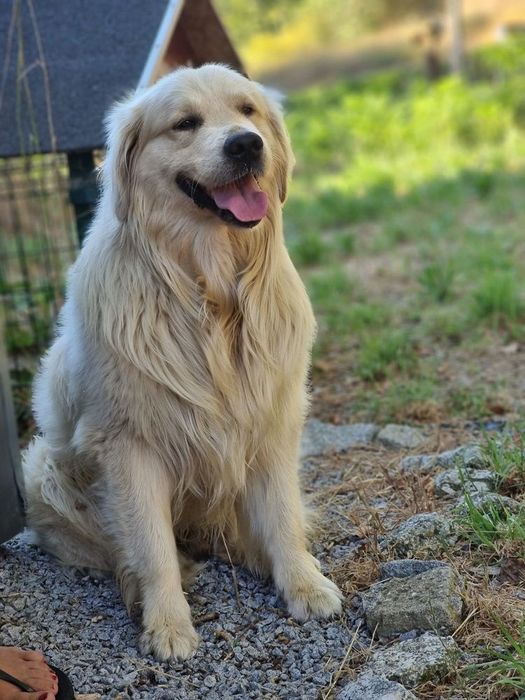Golden retriever