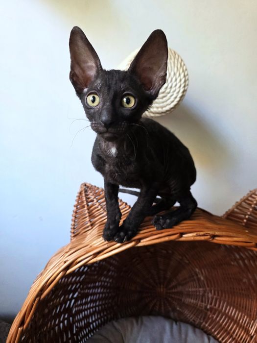 Кошеня Корніш рекс хлопчик