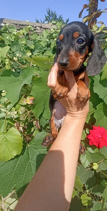 Неймовірна красуня кролячих такс