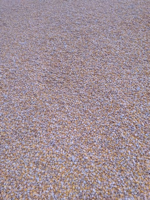 Kukurydza sucha ziarno