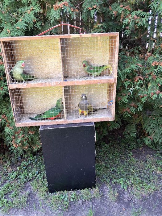 Sprzedam ptaki ze zdjecia