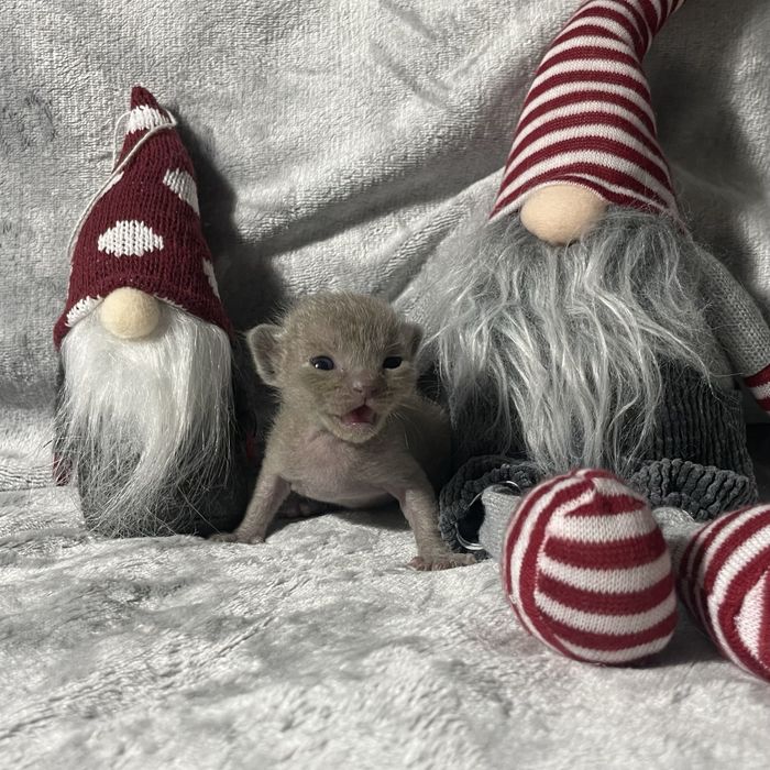 Кошенята європейської бурми