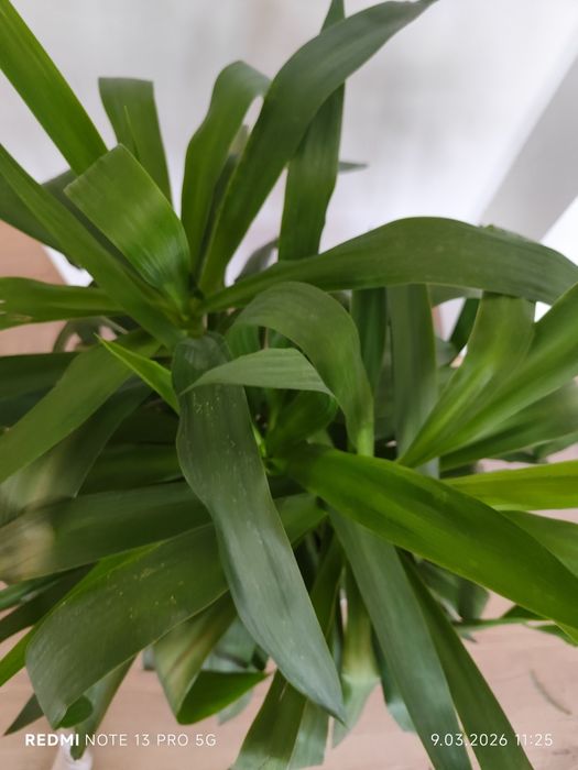 Jukka gwatemalska (Yucca elephantipes) – 110–120 cm