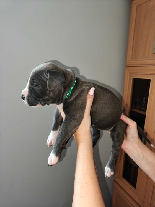Amstaff Blue - piesek 1