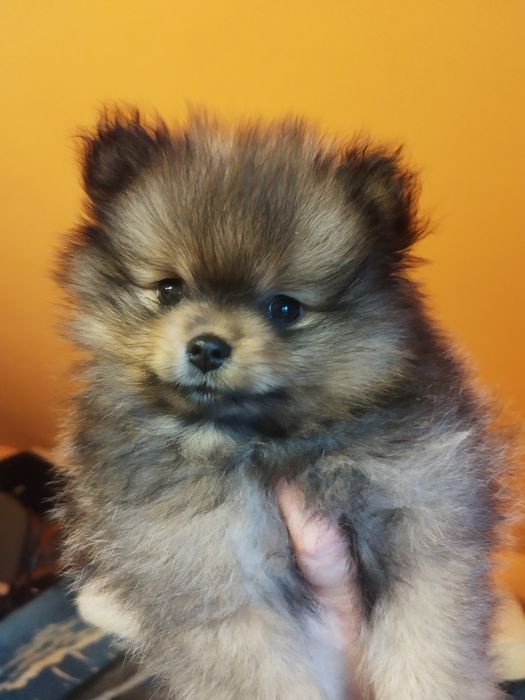 Zkwp szpic miniaturowy pomeranian