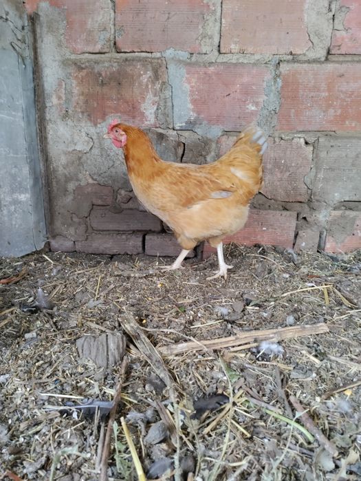 Aves de Capoeira - Galos e Galinhas - LER DESCRIÇÃO